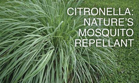 druid citronella insect repellent|Citronella plants and their role in natural insect .